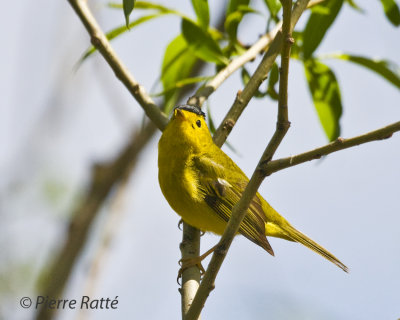 Paruline à calotte noire, Wilson's Warbler