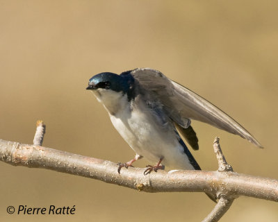 Hirondelle bicolore, Tree Swallow