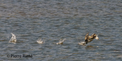 Grèbe à bec bigarré, Pied-billed Grebe
