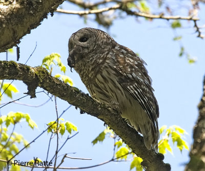 Chouette rayée, Barred Owl