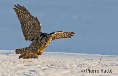 Chouette pervire, Northern Hawk Owl  