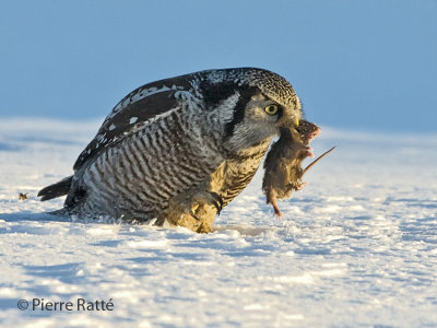 Chouette pervire avec son lunch