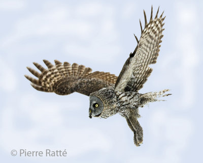 Chouette Lapone, Great Gray Owl