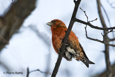 Bec-crois des sapins, Red Crossbill