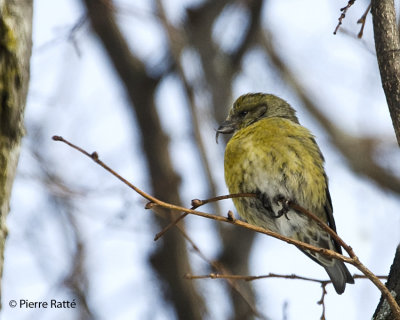 Bec-crois des sapins, Red Crossbill (female)