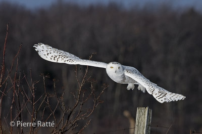 Harfang des neiges