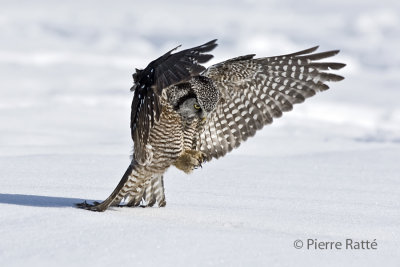 Chouette pervire, Northern Hawk Owl  