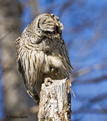 Chouette raye, Barred Owl