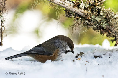 Msange  tte brune, Boreal chickadee