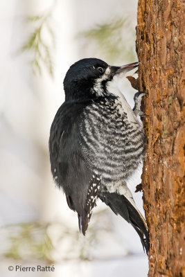 Pic  dos noir,Black-backed Woodpecker  ( femelle)