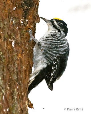 Pic  dos noir,Black-backed Woodpecker  ( Mle)