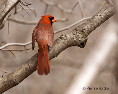 Cardinal Rouge, Northern Cardinal