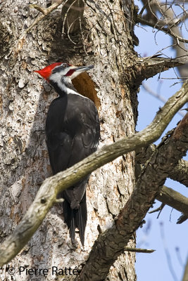 Grand pic, Pileated Woodpecker