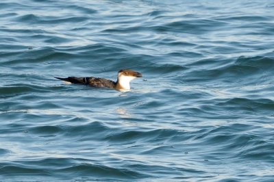 Razorbill DSC_0395.JPG