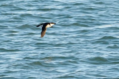 Razorbill HS7_9808.jpg