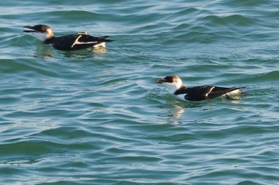 Razorbill HS7_9828.jpg