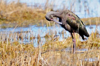 Ibis_White-faced HS8_1295.jpg