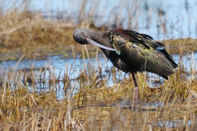 Ibis_White-faced HS8_1426.jpg