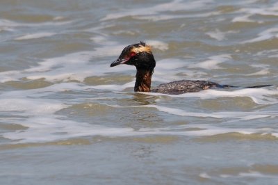 Grebe_Horned HS8_1933.jpg