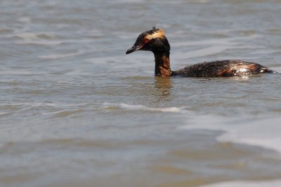 Grebe_Horned HS8_1954.jpg