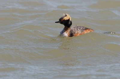 Grebe_Horned HS8_2221.jpg