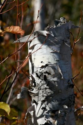 IMG_7380.jpg