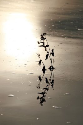 IMG_7393.jpg