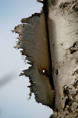 IMG_7449.jpg