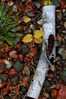 IMG_8954.jpg