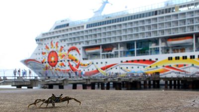 Giant Crabs of Dominica