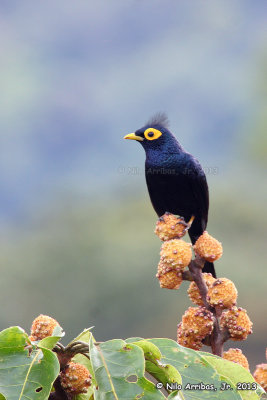 Apo Myna