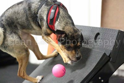 Winston Salem DTC Flyball Fall 2012