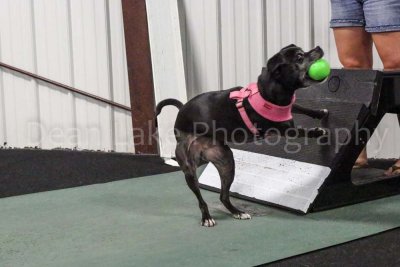 Winston Salem DTC Flyball Fall 2012