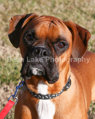 Charlotte Obedience Training Club Feb 2013