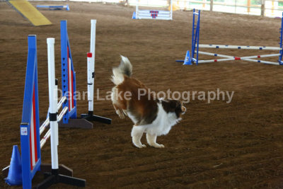 Oak Ridge Kennel Club Agility April 13