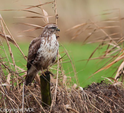 Buizerd