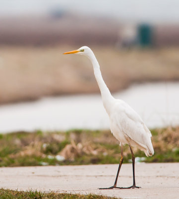 Grote zilverreiger