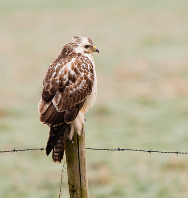 Buizerd