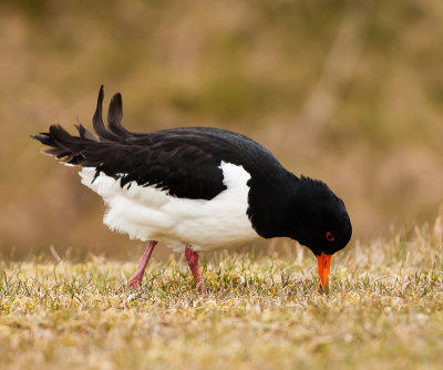 Scholekster