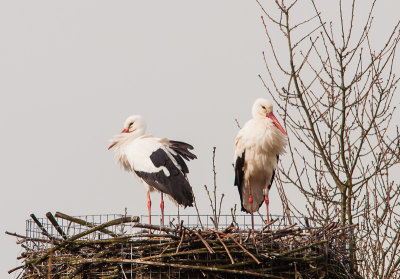 Ooievaars: samen op het nest