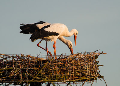 Ooievaars: nest op orde brengen