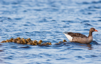 Grauwe gans met 18 pullen 