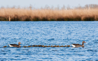 Grauwe gans