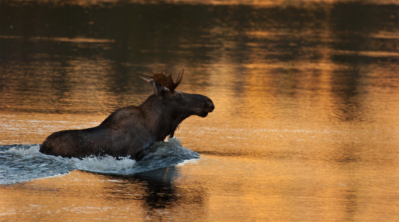 Orignal (Moose)