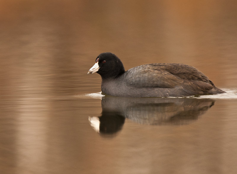 Foulque dAmrique (American Coot)