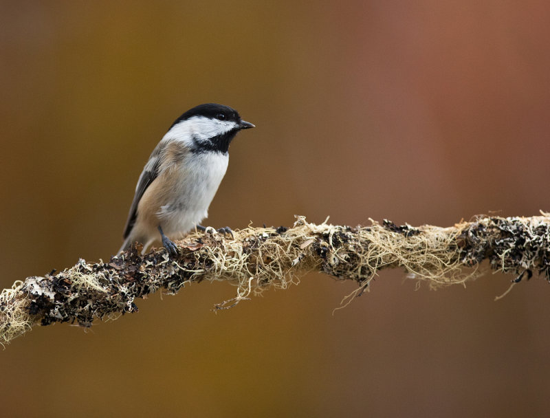 Msange a tte noire (Black-capped Chickadee)