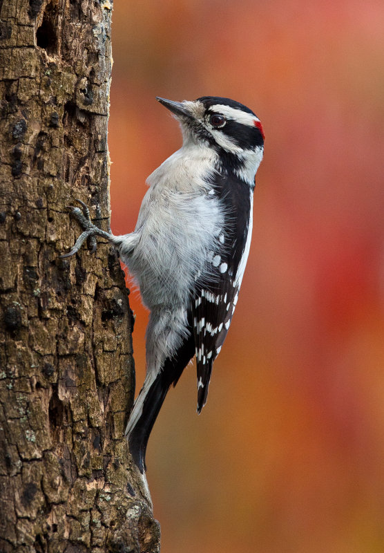 Pic mineur (Downy Woodpecker)