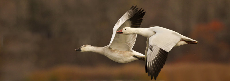 Oie des neiges (Snow Goose)