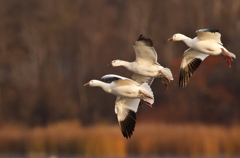 Oie des neiges (Snow Goose)