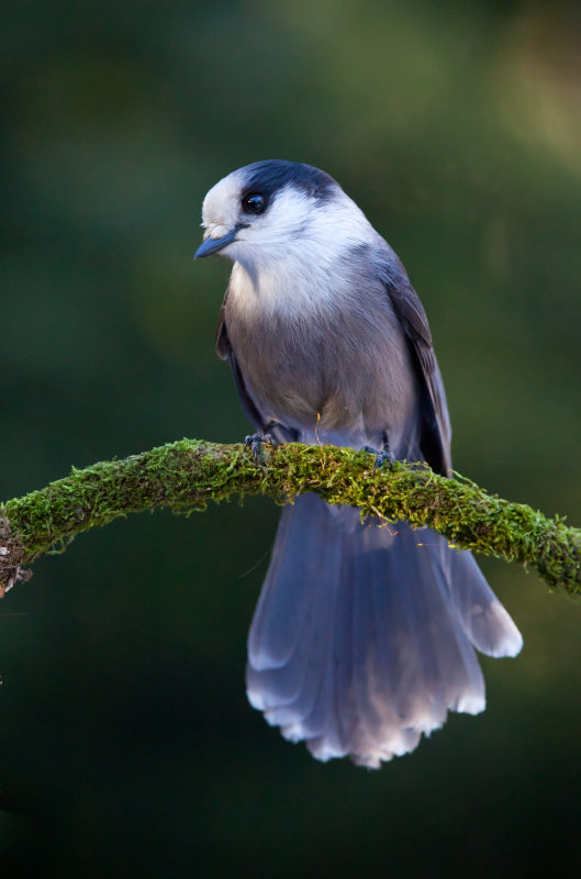 Msangeai du Canada (Gray Jay)